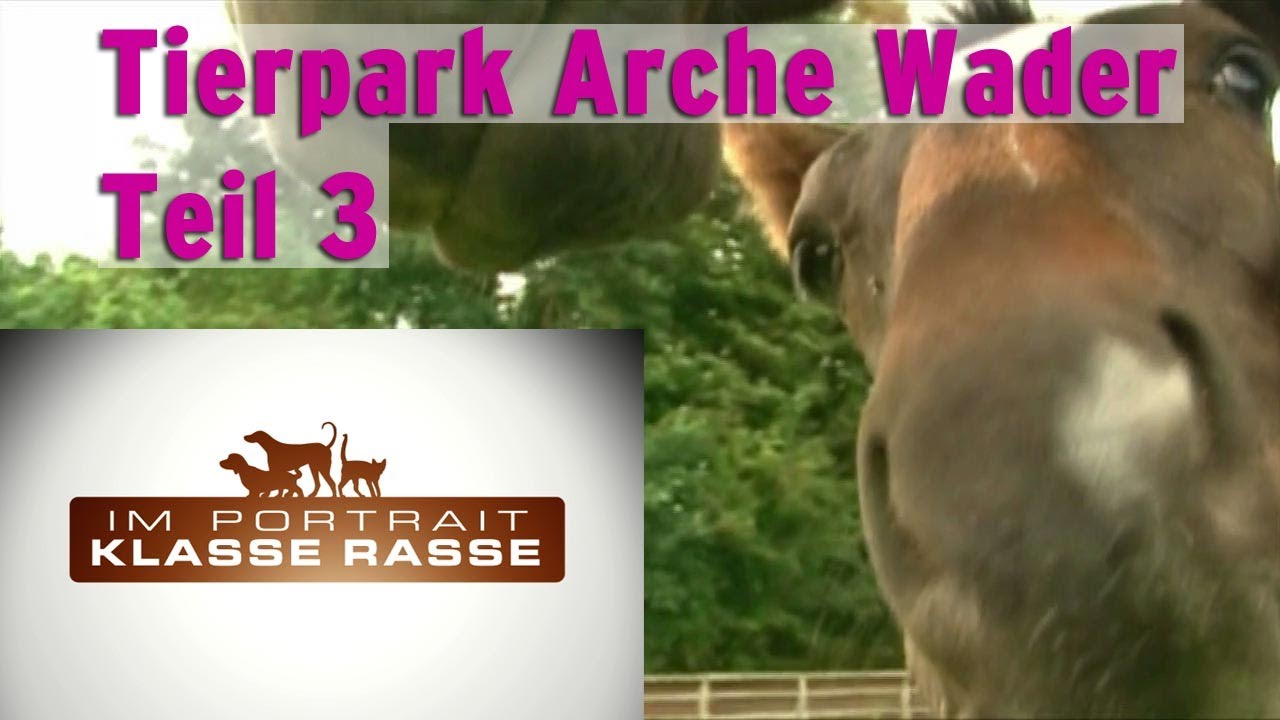 Tierpark Arche Wader Teil 3 Exmoorpony