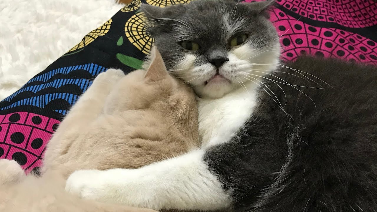 長寿猫じろうさんの成長記録