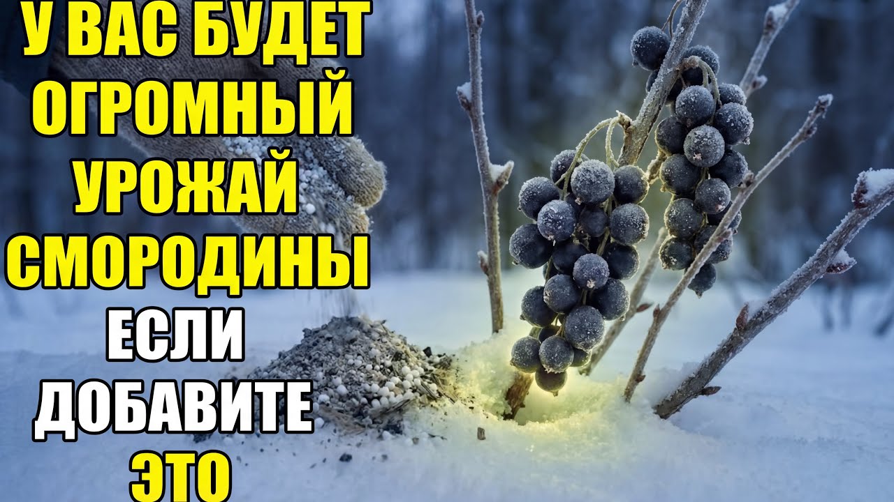 Вырастет в ДВА раза больше! Бросьте это под смородину прямо в снег, пока есть время