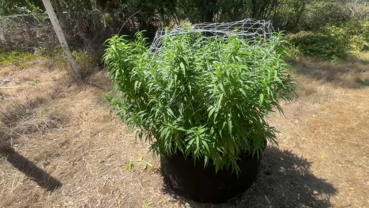 2022 outdoor grow