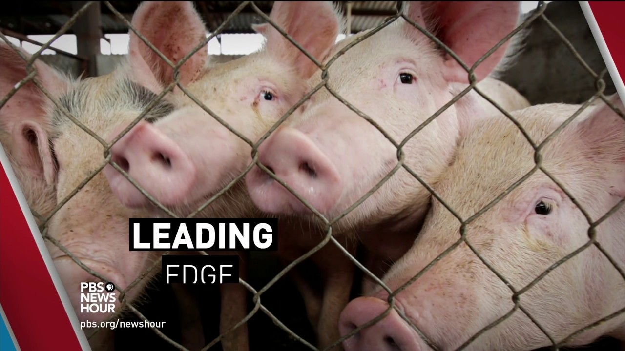 How industrial farming techniques can breed superbugs