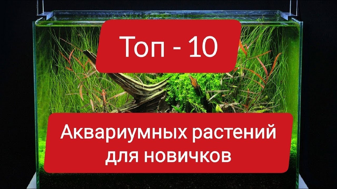 ТОП-10 ЛУЧШИХ АКВАРИУМНЫХ РАСТЕНИЙ ДЛЯ НАЧИНАЮЩИХ #АКВАРИУМ
