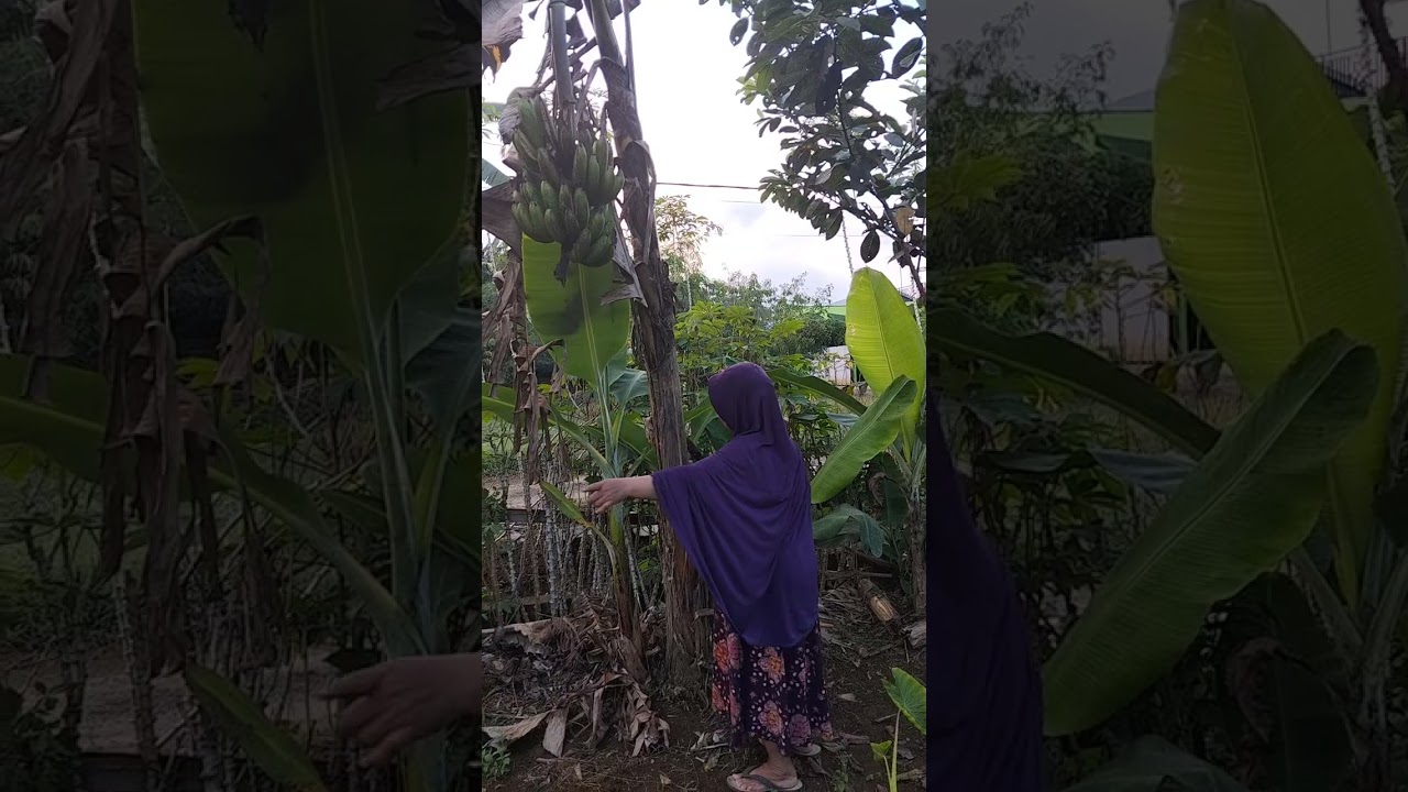Menebang pisang kapendis