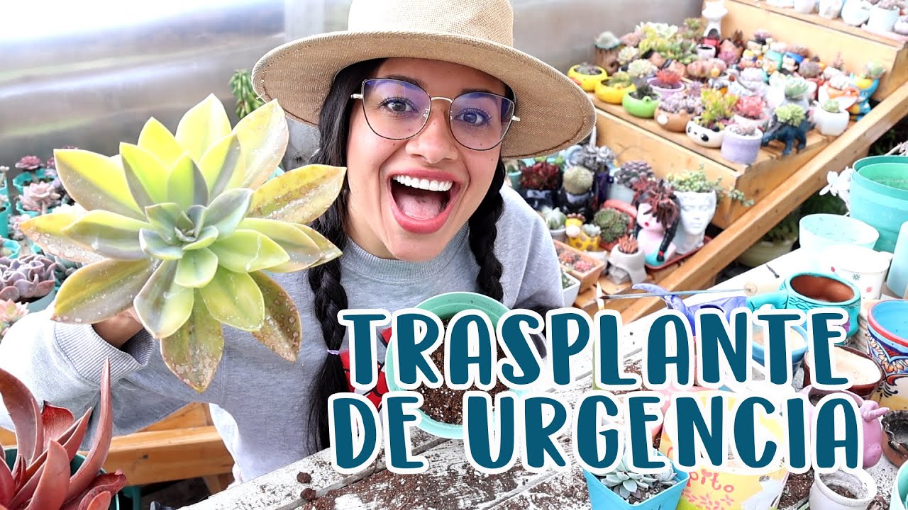 Tuve que trasplantar mis suculetas de urgencia por esto que descubrí | Candy Bu