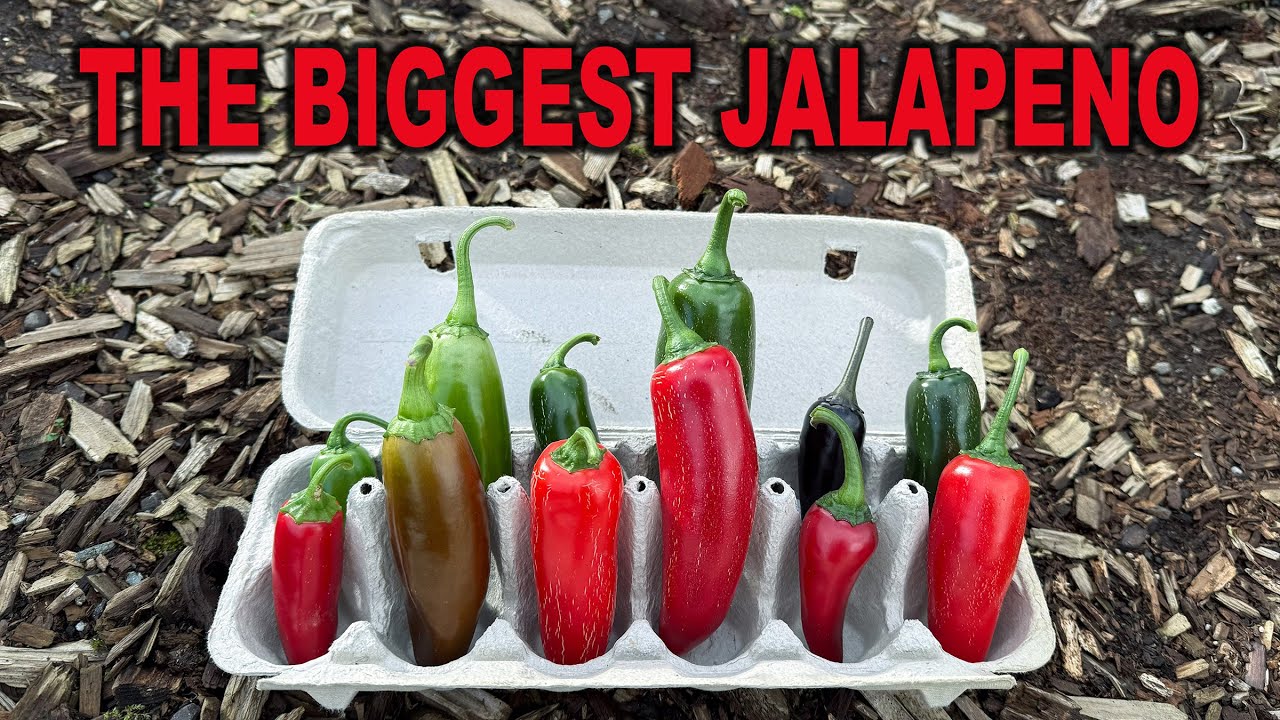 Best Jalapenos of 2024 | The biggest jalapeno I've ever grown