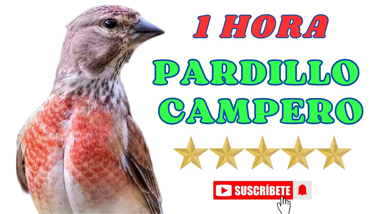 🔊 🐦🎶 𝗣𝗔𝗥𝗗𝗜𝗟𝗟𝗢 𝗖𝗔𝗠𝗣𝗘𝗥𝗢. 𝗘𝗗𝗨𝗖𝗔𝗥 𝗣𝗔𝗥𝗗𝗜𝗟𝗟𝗢 𝗖𝗔𝗡𝗧𝗔𝗡𝗗𝗢. 𝗘𝗦𝗧𝗜𝗠𝗨𝗟𝗔𝗥 𝗣𝗔𝗥𝗗𝗜𝗟𝗟𝗢. 𝗖𝗔𝗡𝗧𝗘 𝗣𝗔𝗥𝗗𝗜𝗟𝗟𝗢 𝗟𝗜𝗡𝗡𝗘𝗧 𝗣𝗔𝗦𝗦𝗔𝗥𝗘𝗟𝗟