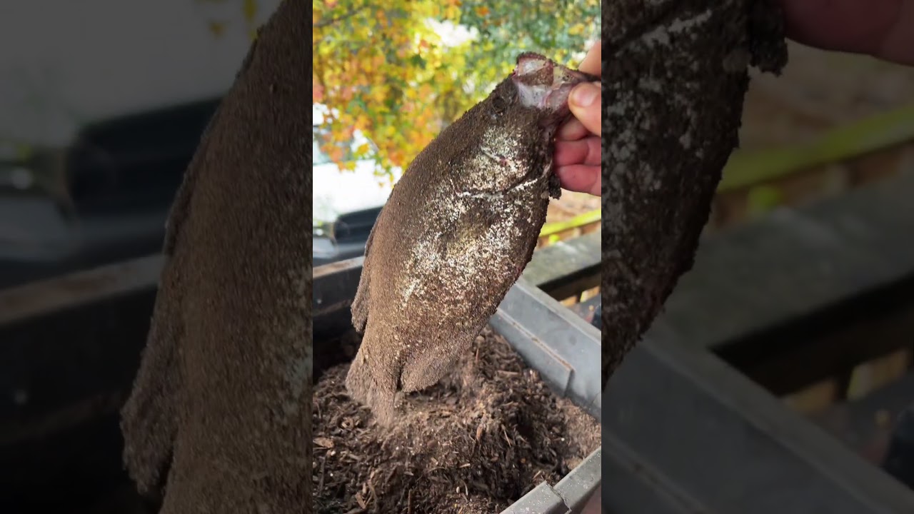 Little fishing hack #fishing #cooking #outdoors