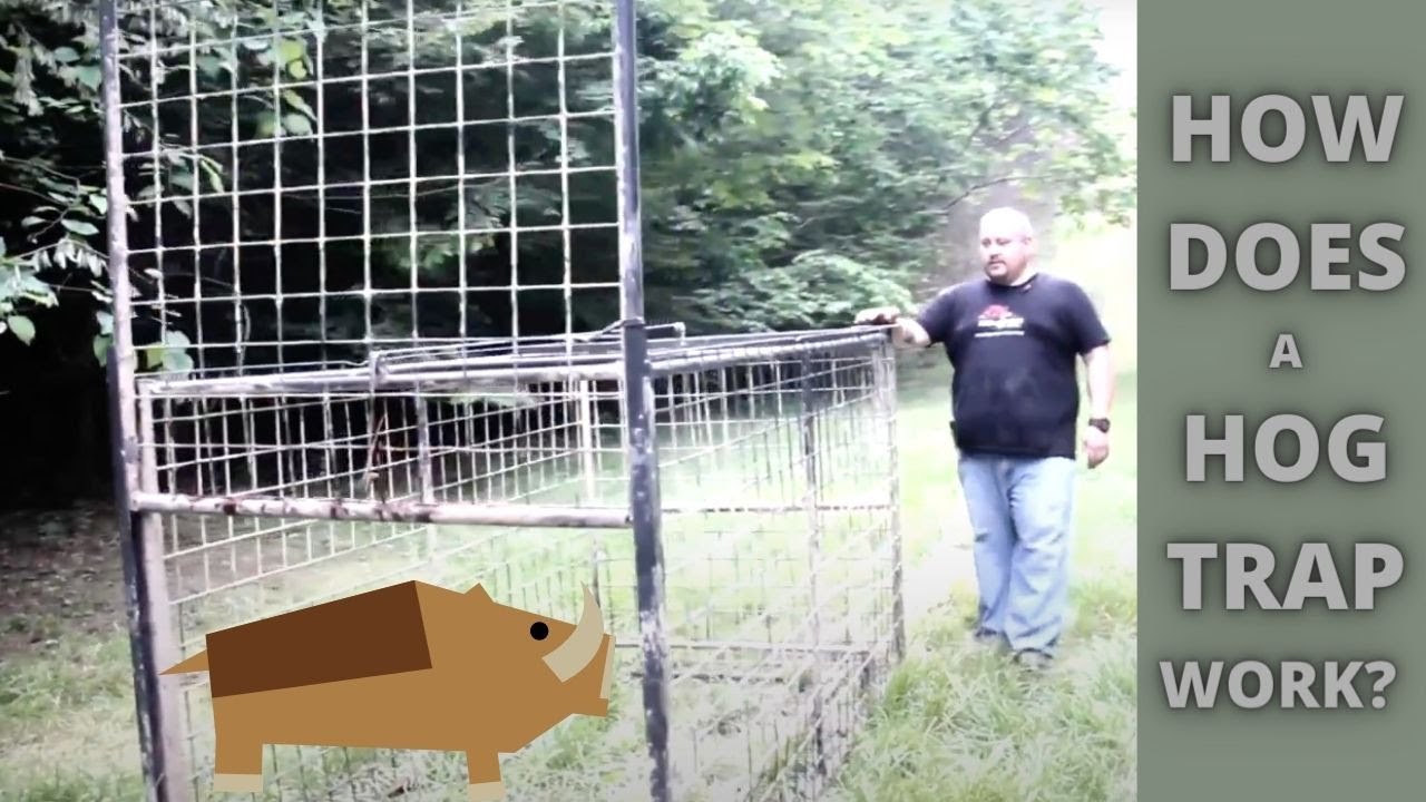 How Does a Wild Hog Trap Work? Guillotine Trap Door 101