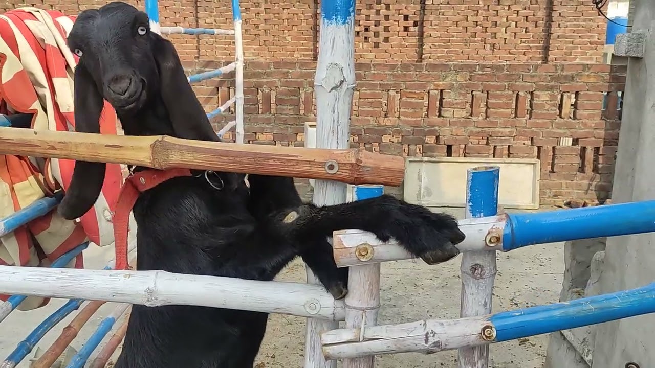 Beetal and Teddy Goats Daily Routine بکریوں کی فارمنگ خوبصورت بیتل پٹھ اور ٹیڈی بکرا #goat #farming 