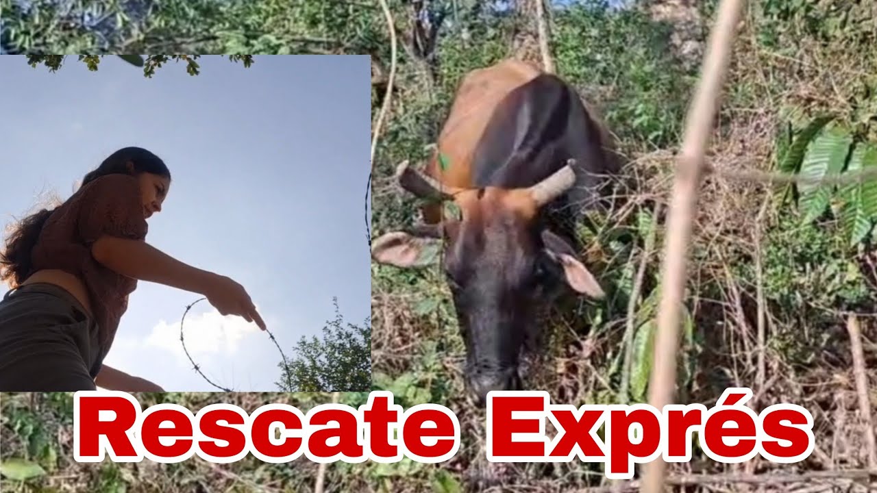 Unos simples alambres la tenían presa: El rescate rápido de esta vaca.#vacas 