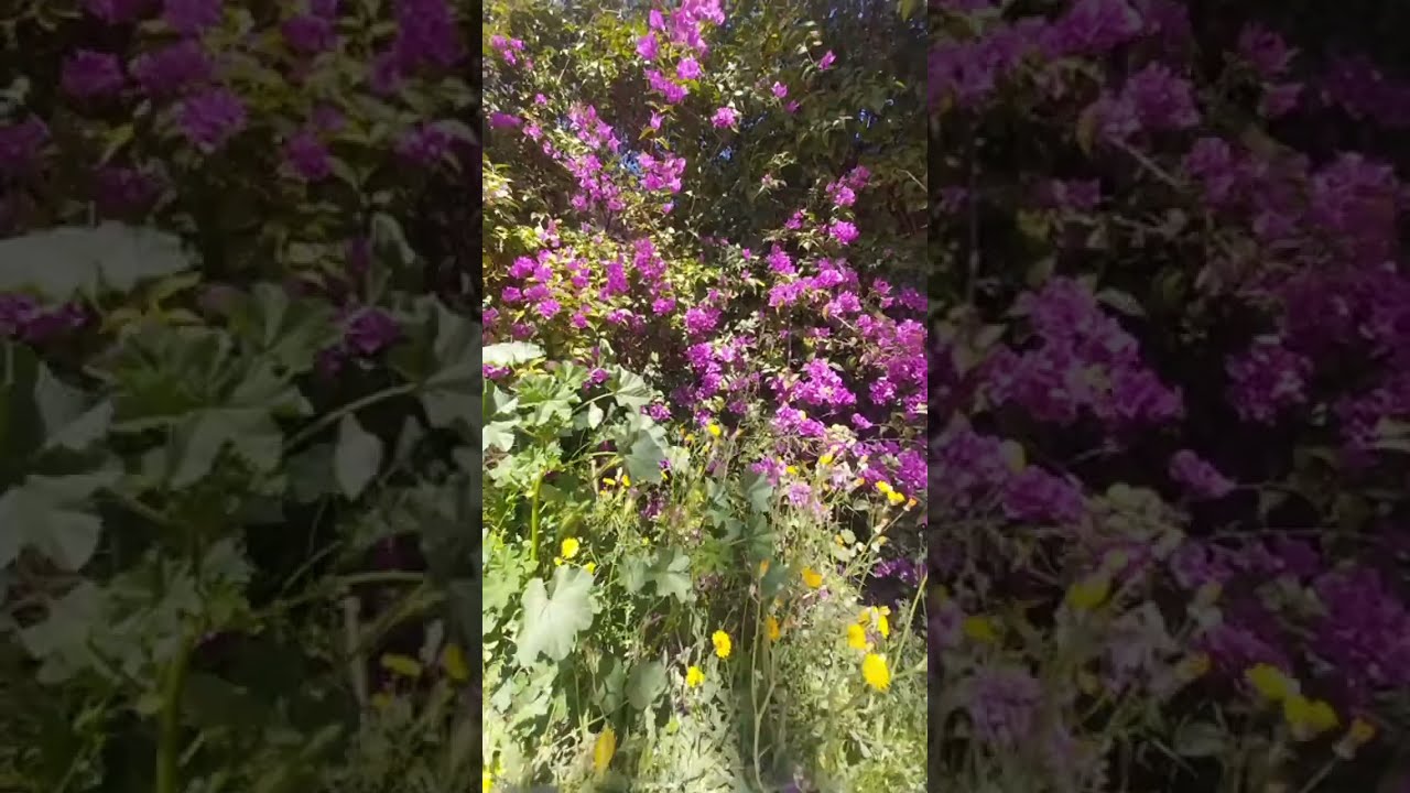 👉 🌺 Naturaleza ASMR en directo | Relaxing Wind & Bird Sounds LIVE