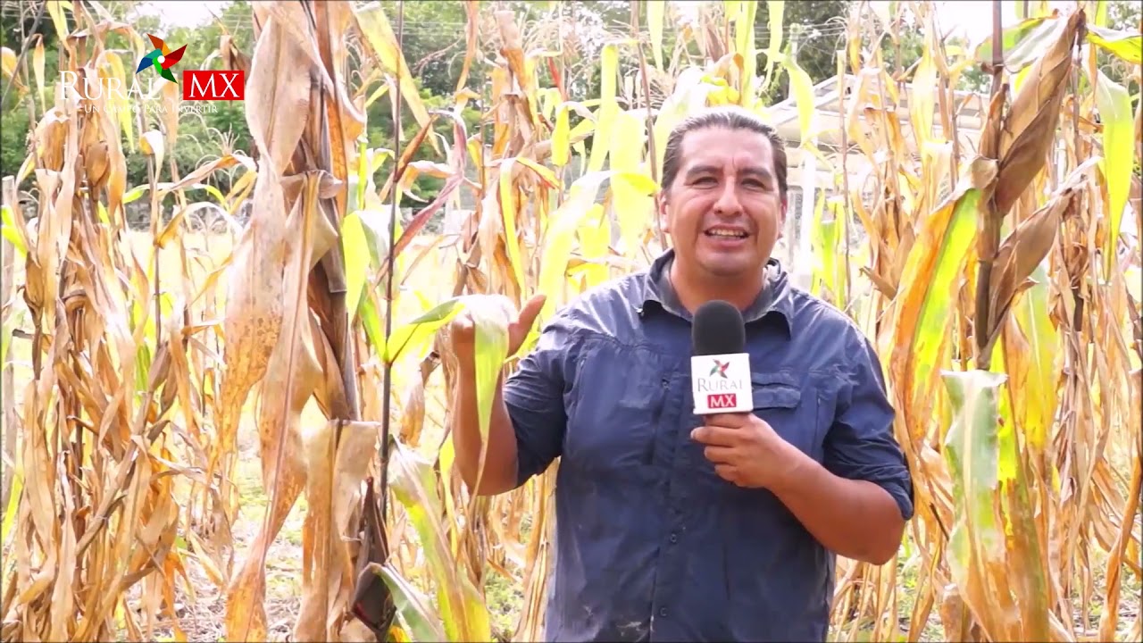 Avanzan los cultivos orgánicos, ¡Logran hasta 7 mazorcas!