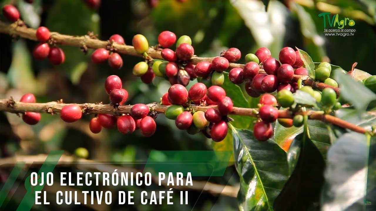 Ojo electrónico para el cultivo de café  II - TvAgro por Juan Gonzalo Angel Restrepo
