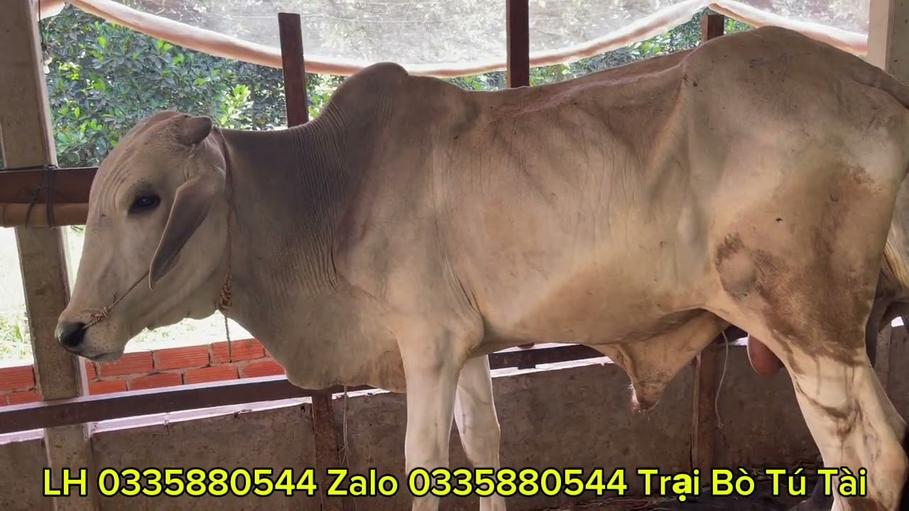 Trại bò Tú Tài cập nhật lô bò lớn ngày 11/3/2026