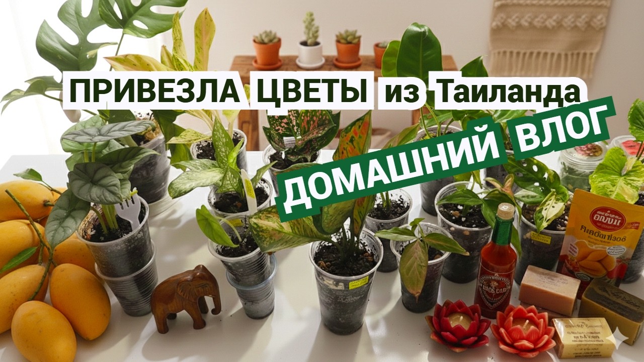 Влог🌸 Привезла цветы и другие покупки из Таиланда.Запах домашнего хлеба@SubTatiana LIFEVLOG