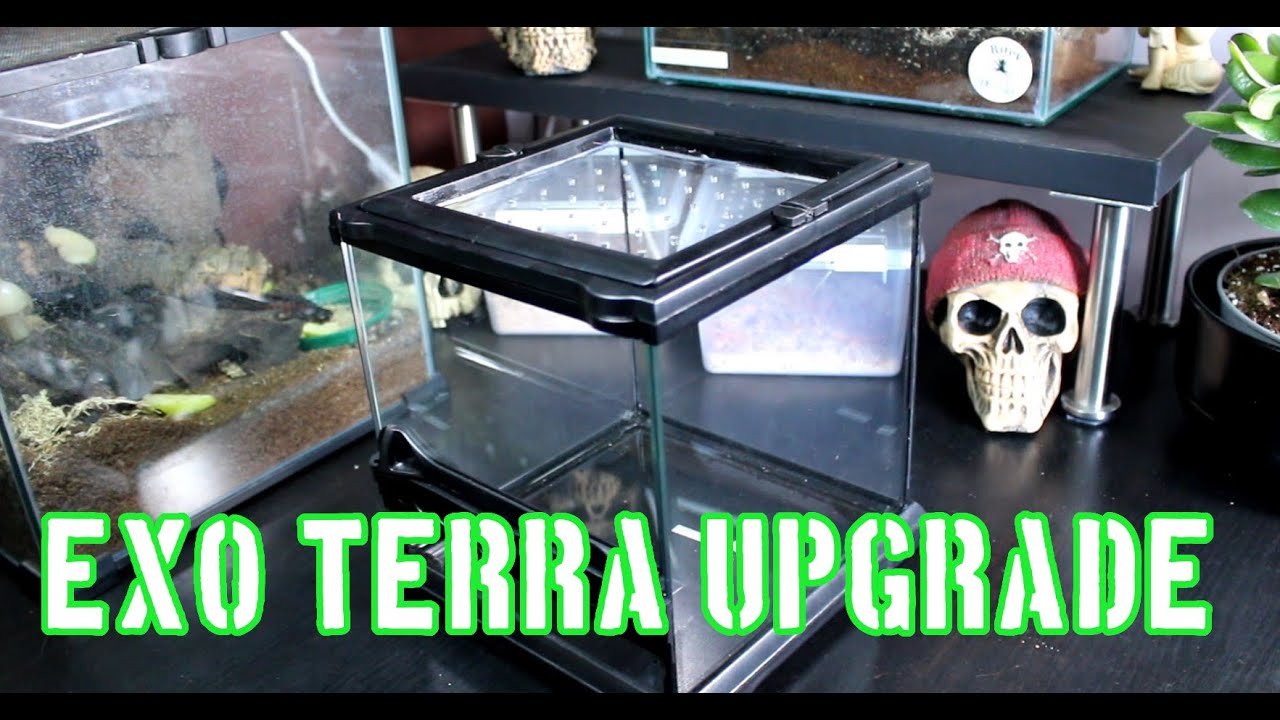 Exo Terra Nano enclosure Acrylic replacement #tarantula #tarantulas #exoterra