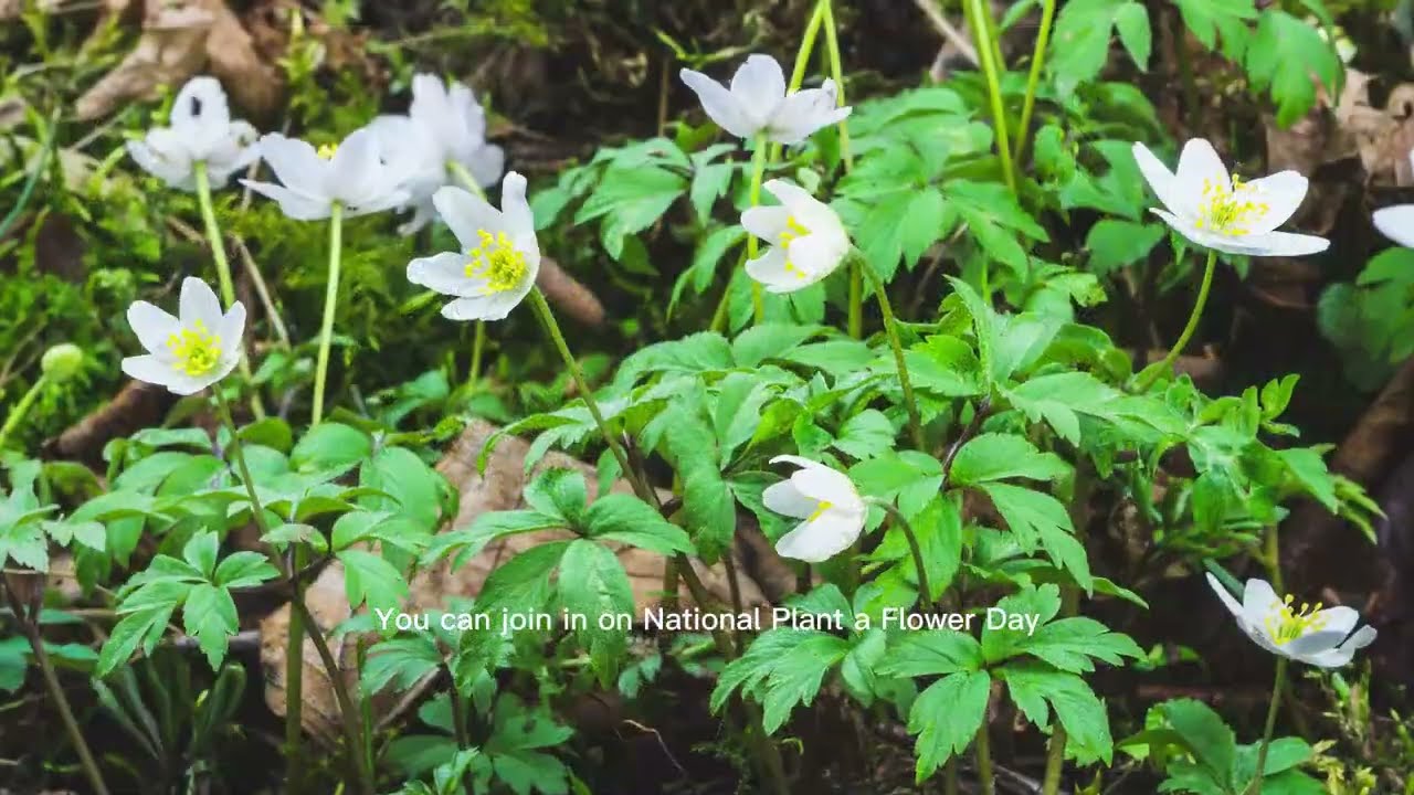 National Plant a Flower Day!