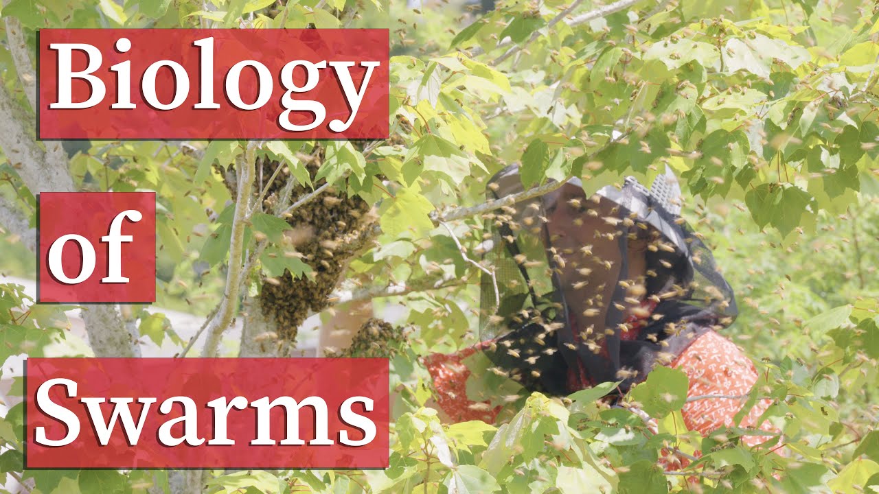 Honey Bee Swarm Biology | Beekeeping Academy | Ep. 64