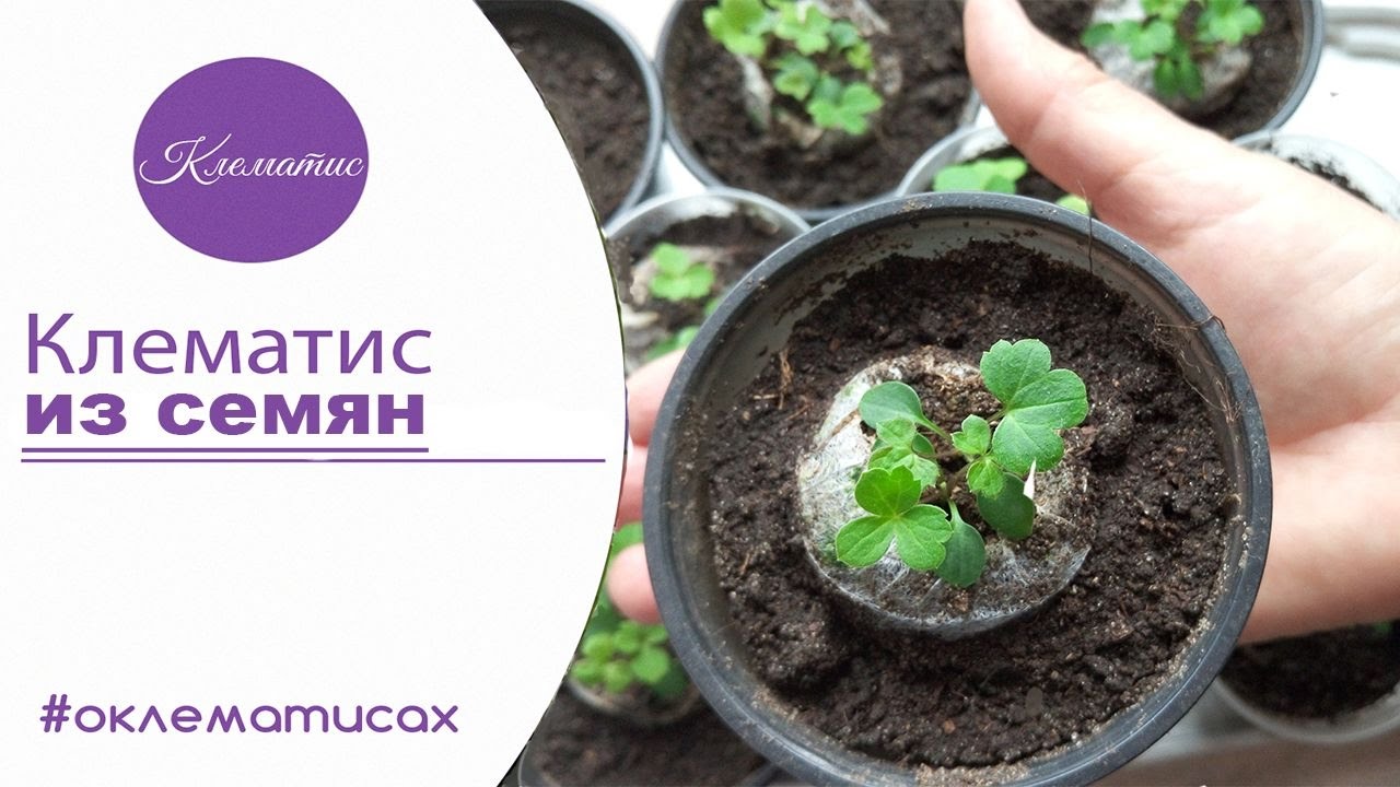 🌺 ВЫРАЩИВАНИЕ КЛЕМАТИСА ИЗ СЕМЯН – клематис из семян в домашних условиях от  канала Клематис TV
