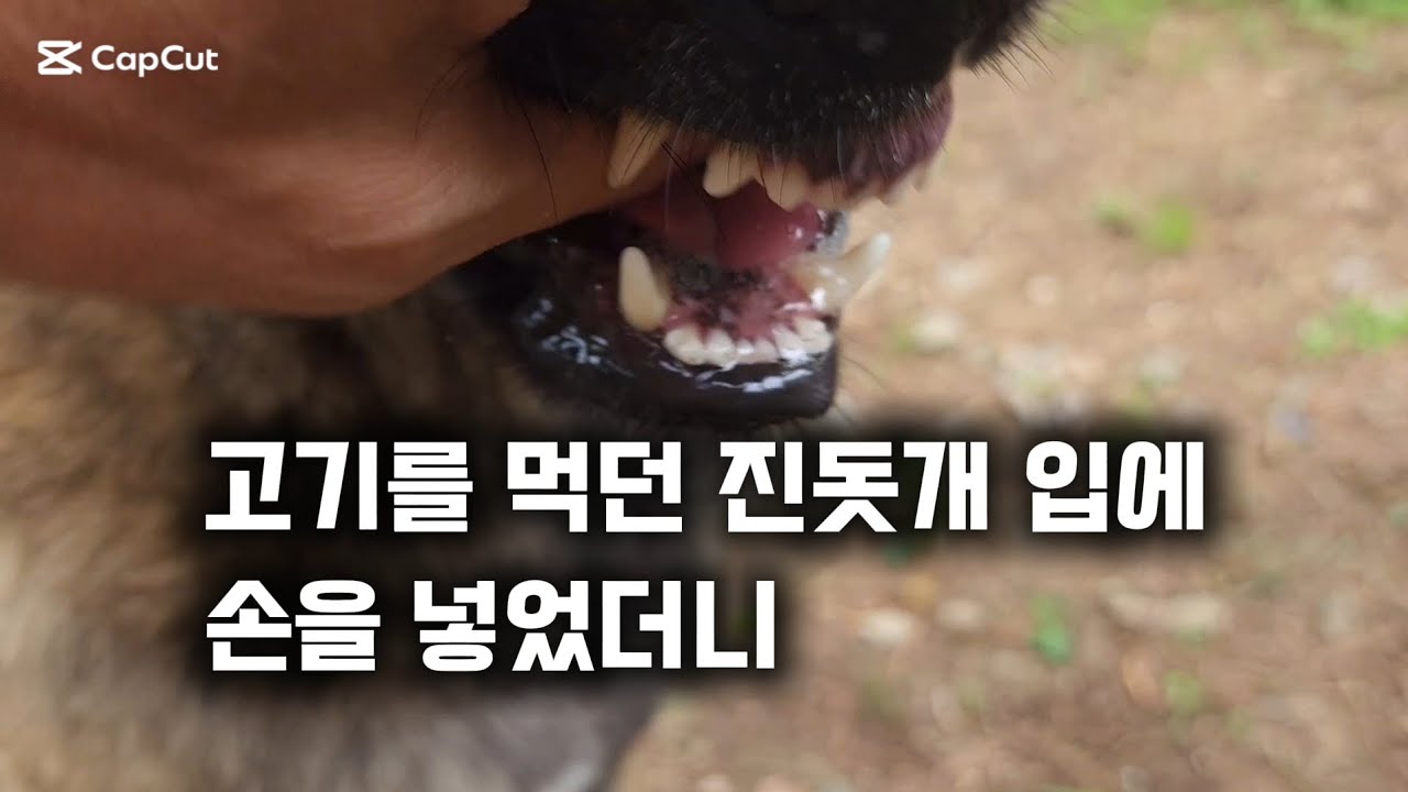 진돗개의 반응은 충격적이었습니다