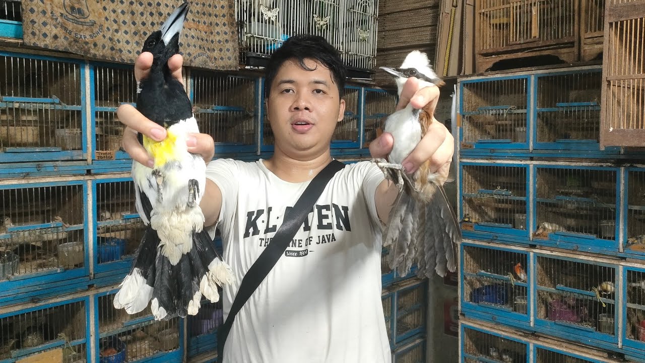 BURUNG ENDEMIK INDONESIA TIMUR YANG SATU INI SUARA NYA KENCENG 