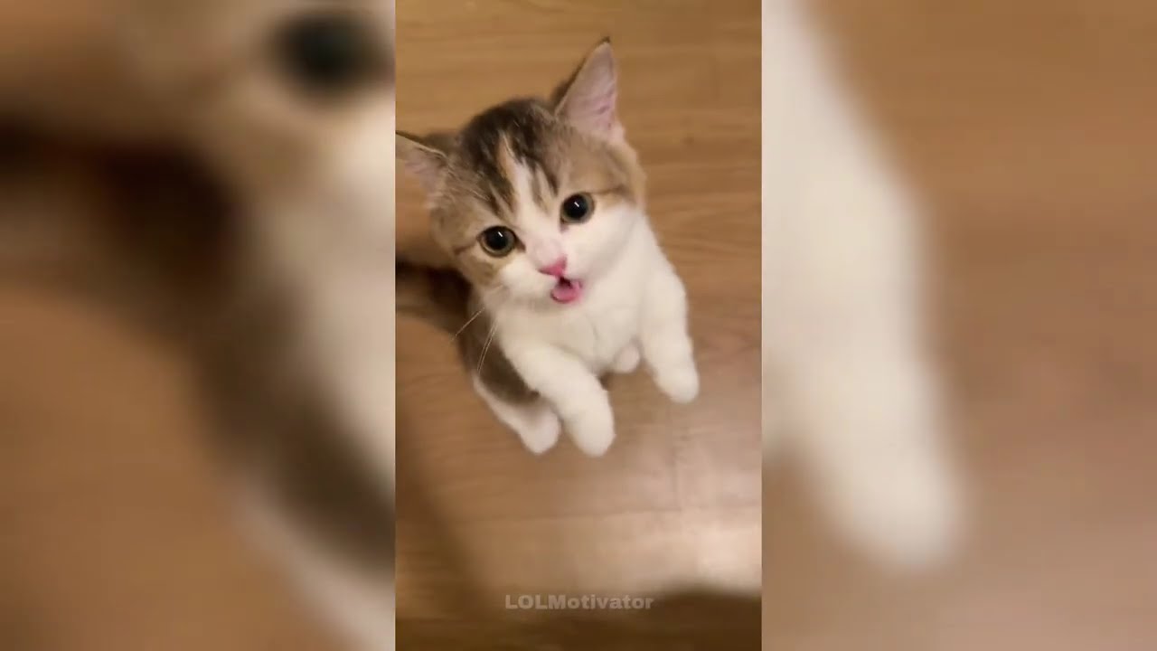 Cute and Funny Pet Videos for Your Mental Health Part 10