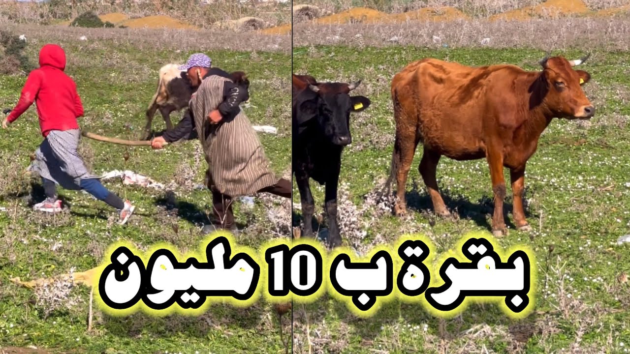 بقرة 🐄 ب 10 مليون