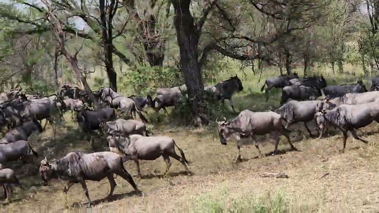Serengeti, The Great Migration:  Crossing the Mara River