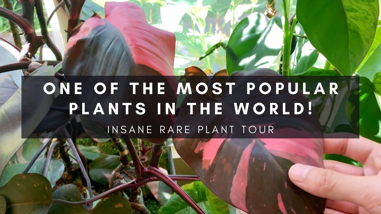 The Pink Princess Episode | Rare Plant Tour | Collector-Seller Series P2 | Ep 51