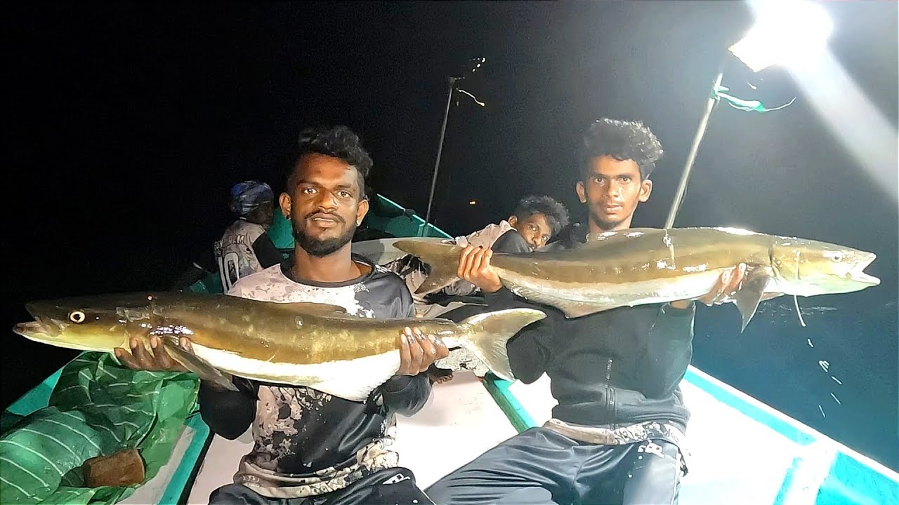 Catching Cobia Fish, Grouper Fish & Blubberlip Snapper in the Deep Sea
