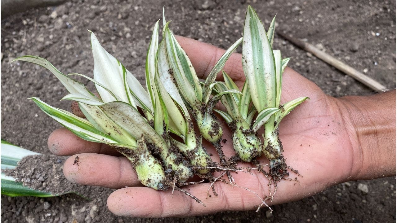 This plant gives baby plant once in 20 year(Hindi) | Techngarden | Furcraea