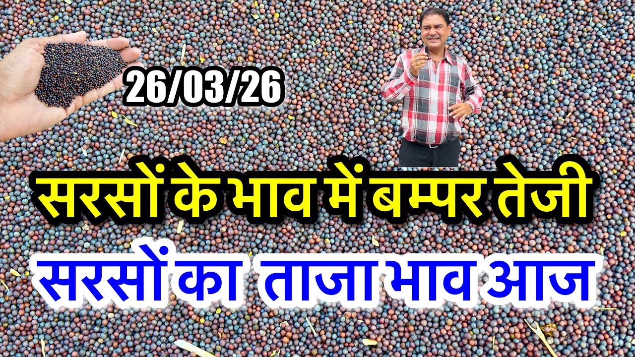 सरसों का ताजा भाव आज का अलवर मंडी! सरसों के भाव में आया जोरदार उछाल देखें भाव, #sarso_ka_bhav ||