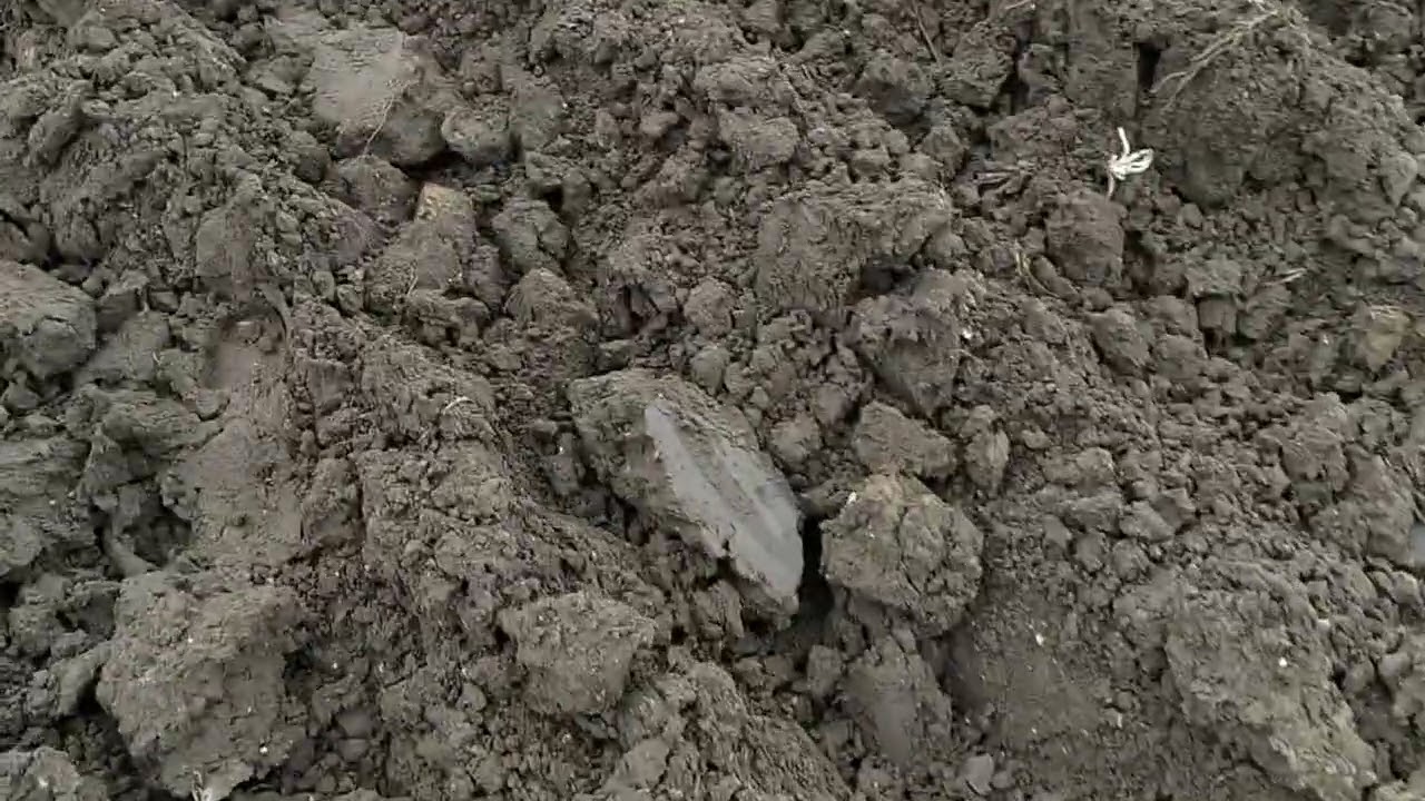 Uprawa bezorkowa, mieszanie wapna.