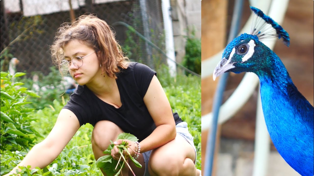 Novi dom, nova porodica i život u selu 🌿 Preselila sam sve životinje u Višću 🦚 