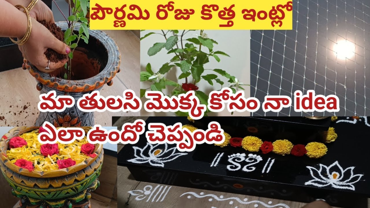 Easy border rangoli designs | Tulasi kota muggulu | Friday kolam |పౌర్ణమిరోజు కొత్త ఇంట్లో తులసి పూజ