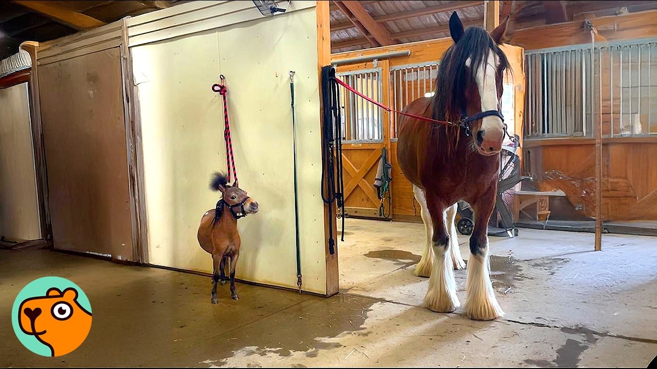 Two Tiny Horses Become Kinds Of The Farm | Cuddle Buddies