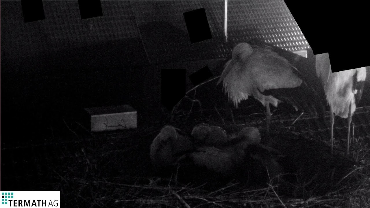 Storchenwebcam in Wolfsburg-Warmenau