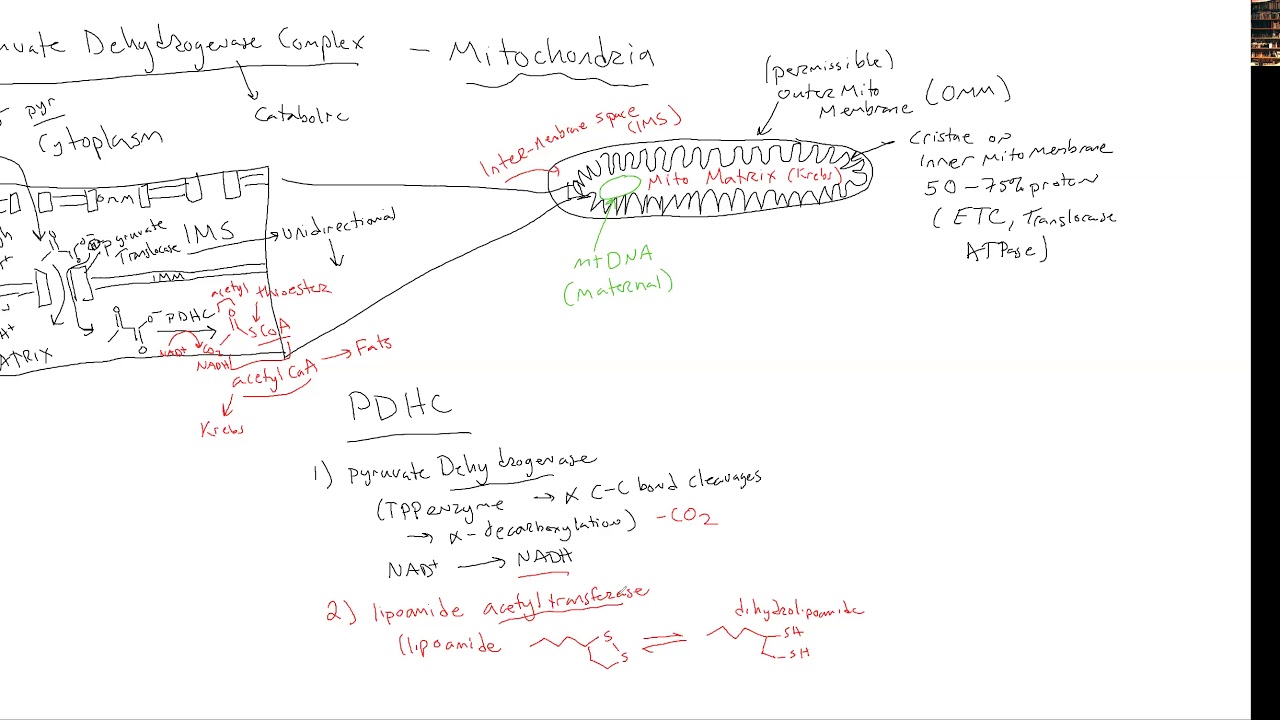 CHEM 407 - Pyruvate Dehydrogenase - 1- Overview