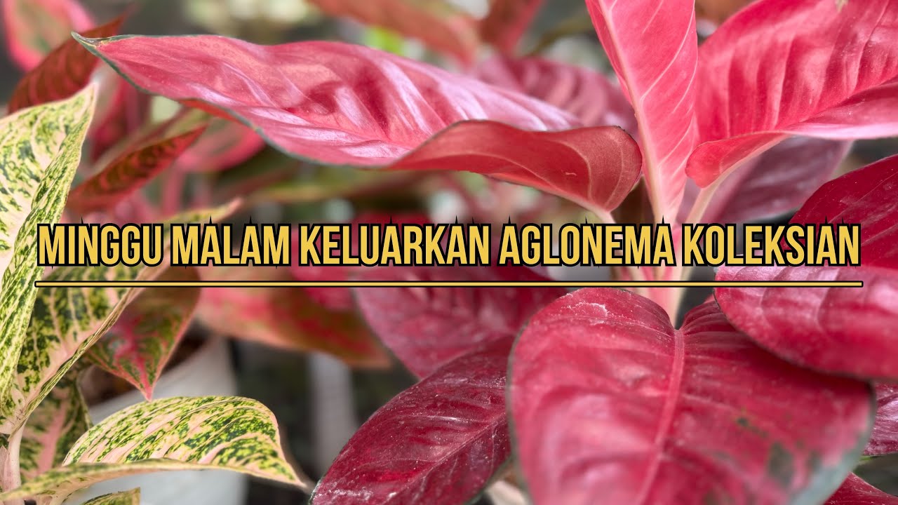 Minggu Ber Aglonema Super Terjangkau