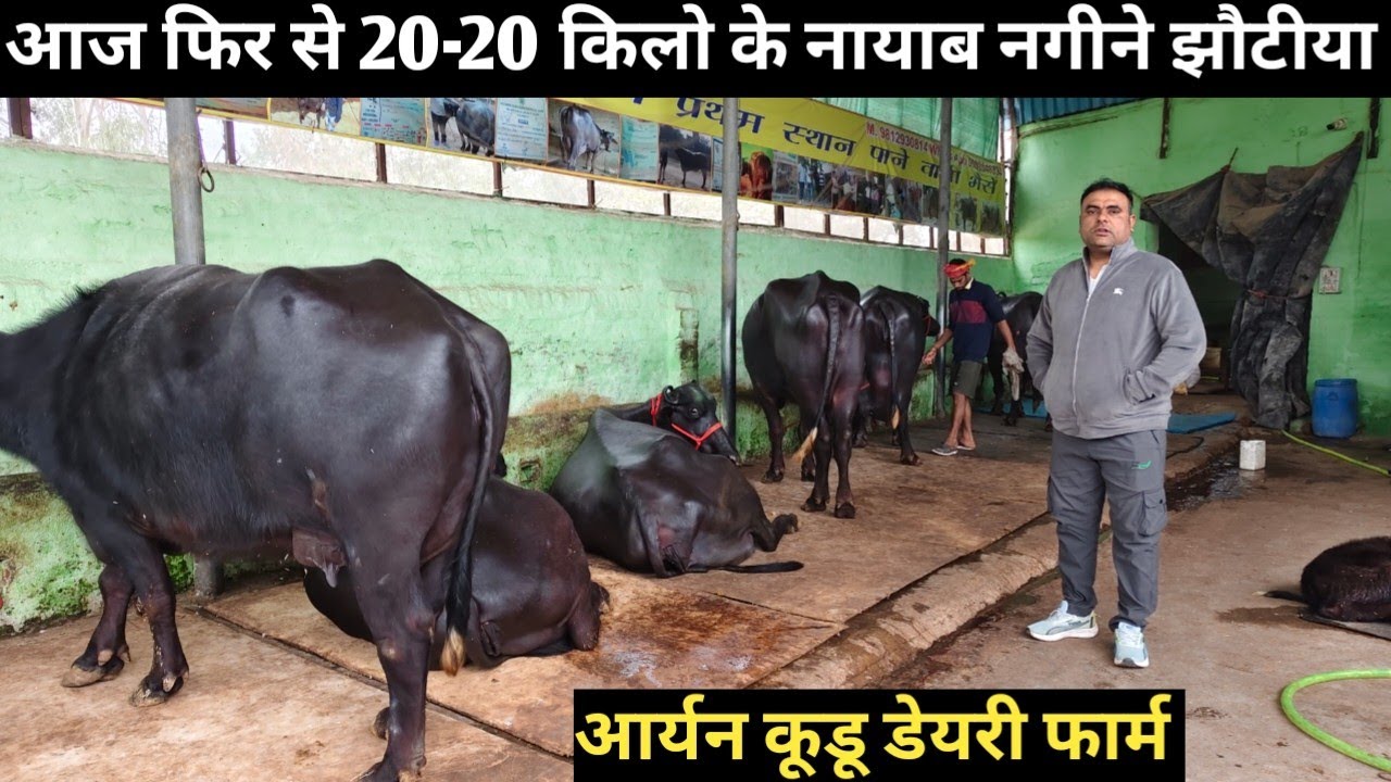 20 -20 किलो दूध की झोटी आर्यन कूडू डेयरी फार्म टिटोली रोहतक 