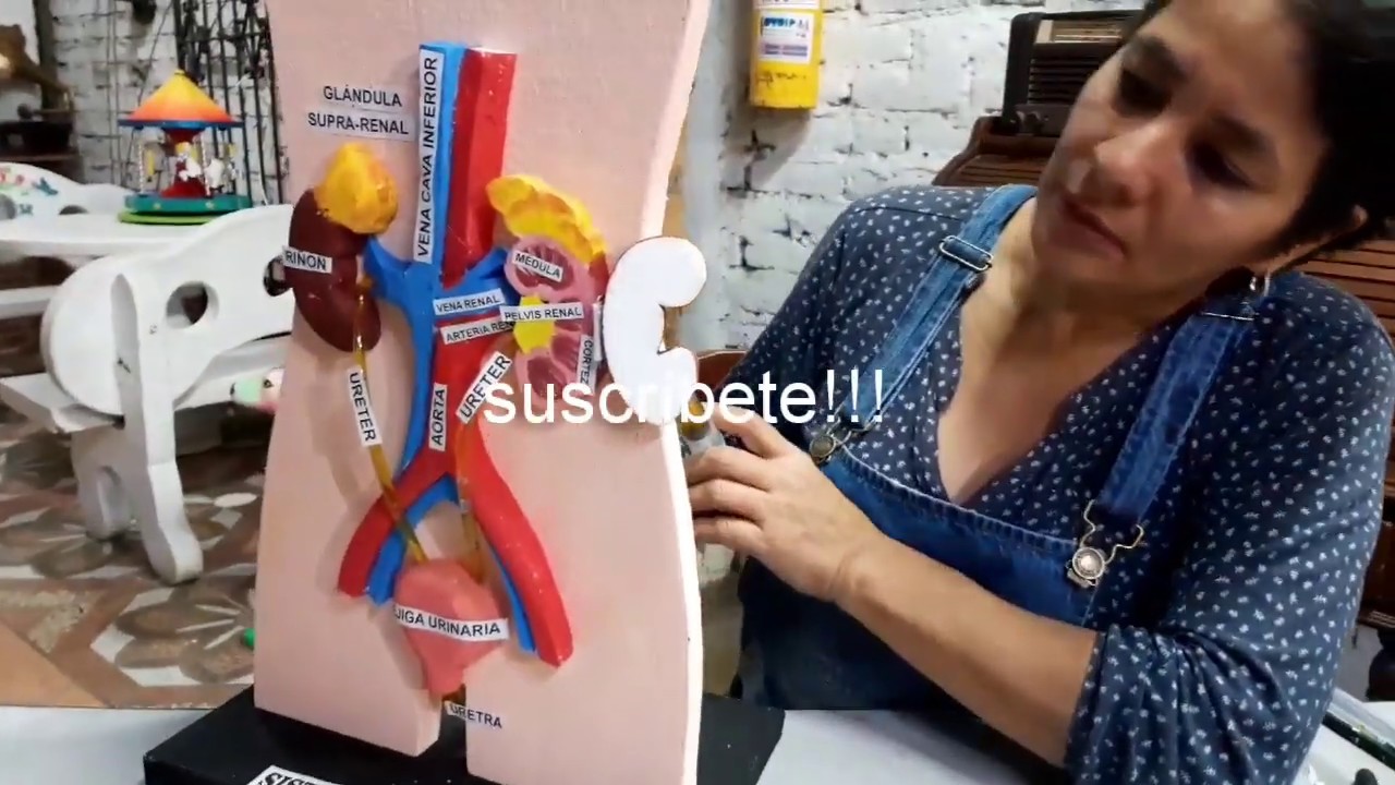 Maqueta del sistema excretor