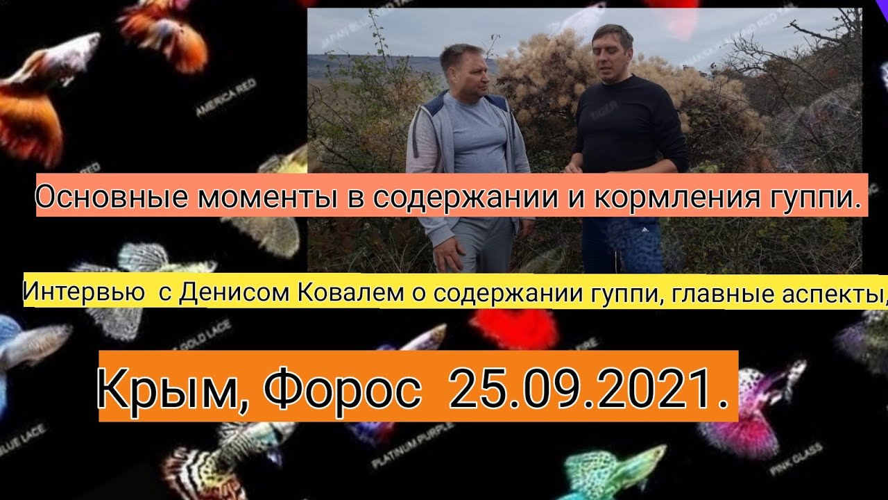 Интервью с Денисом Ковалем. содержание, кормление, сохранение линий. Рецепт фарша.
