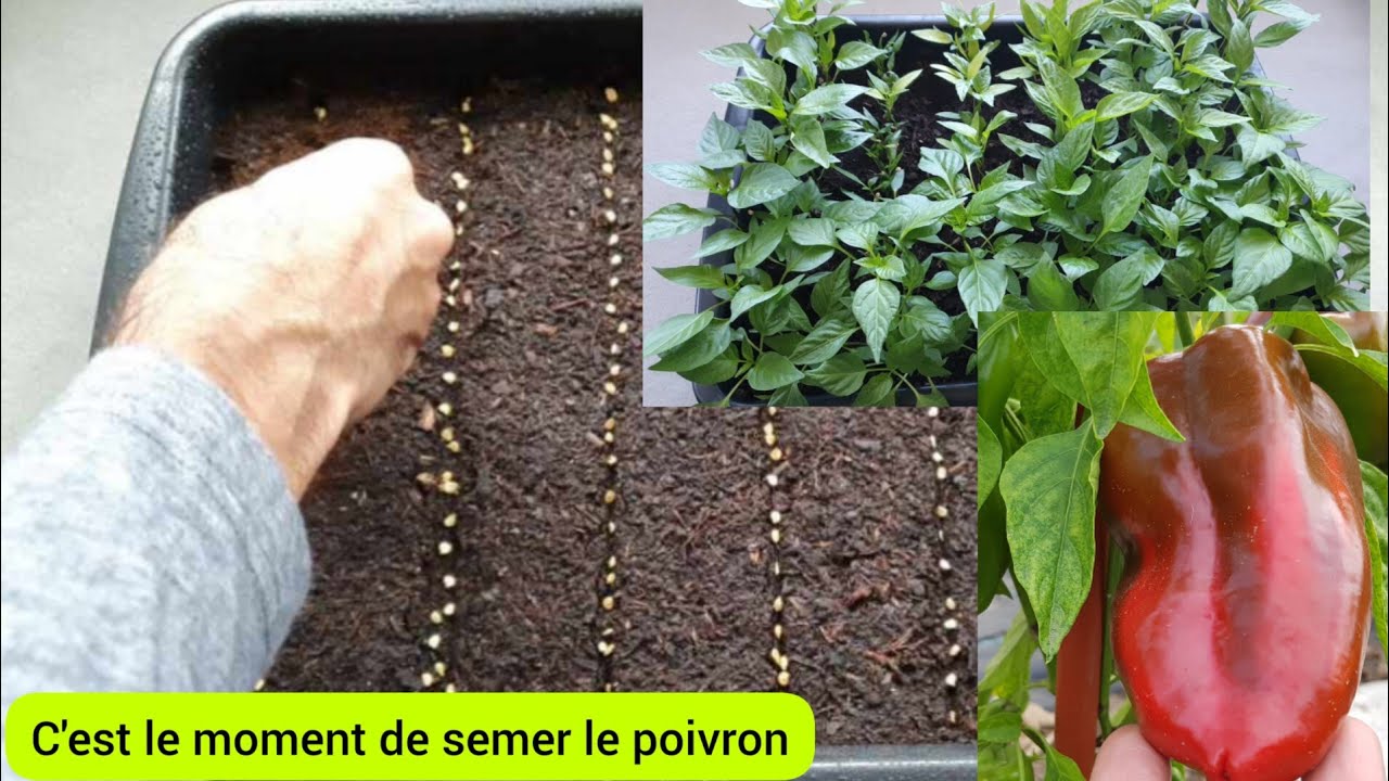 Semer le poivron en toute  simplicité 2023
