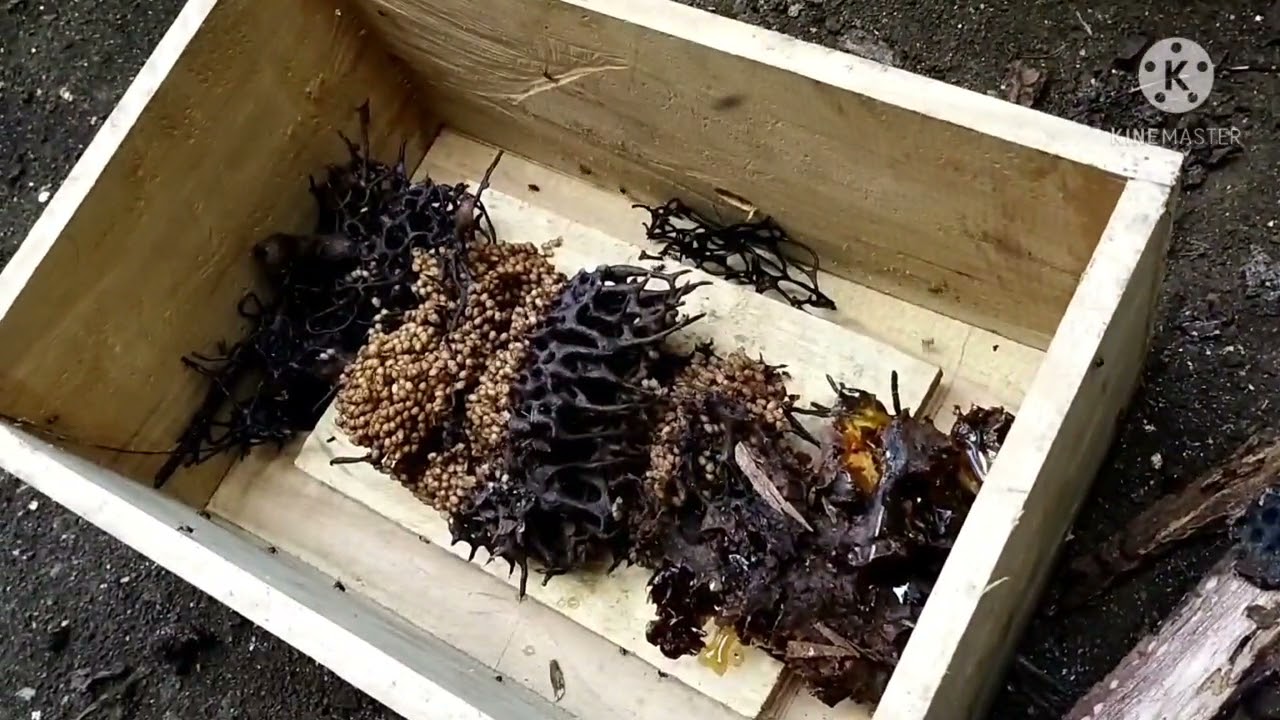 stingless bees transfer from the wild to the box,and harvesting philippines giant honeybees