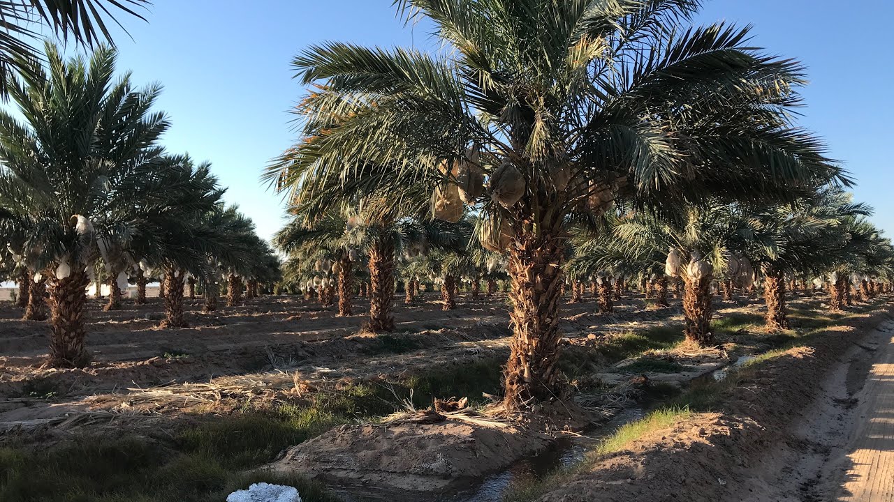 Sam Cobb Date Farm: Why we add bags over the dates?