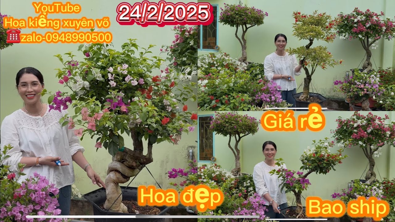 Hoa kiểng xuyên võ ngày 24 tháng 2, 2025 nhiều hoa đẹp, giá rẻ, bao ship