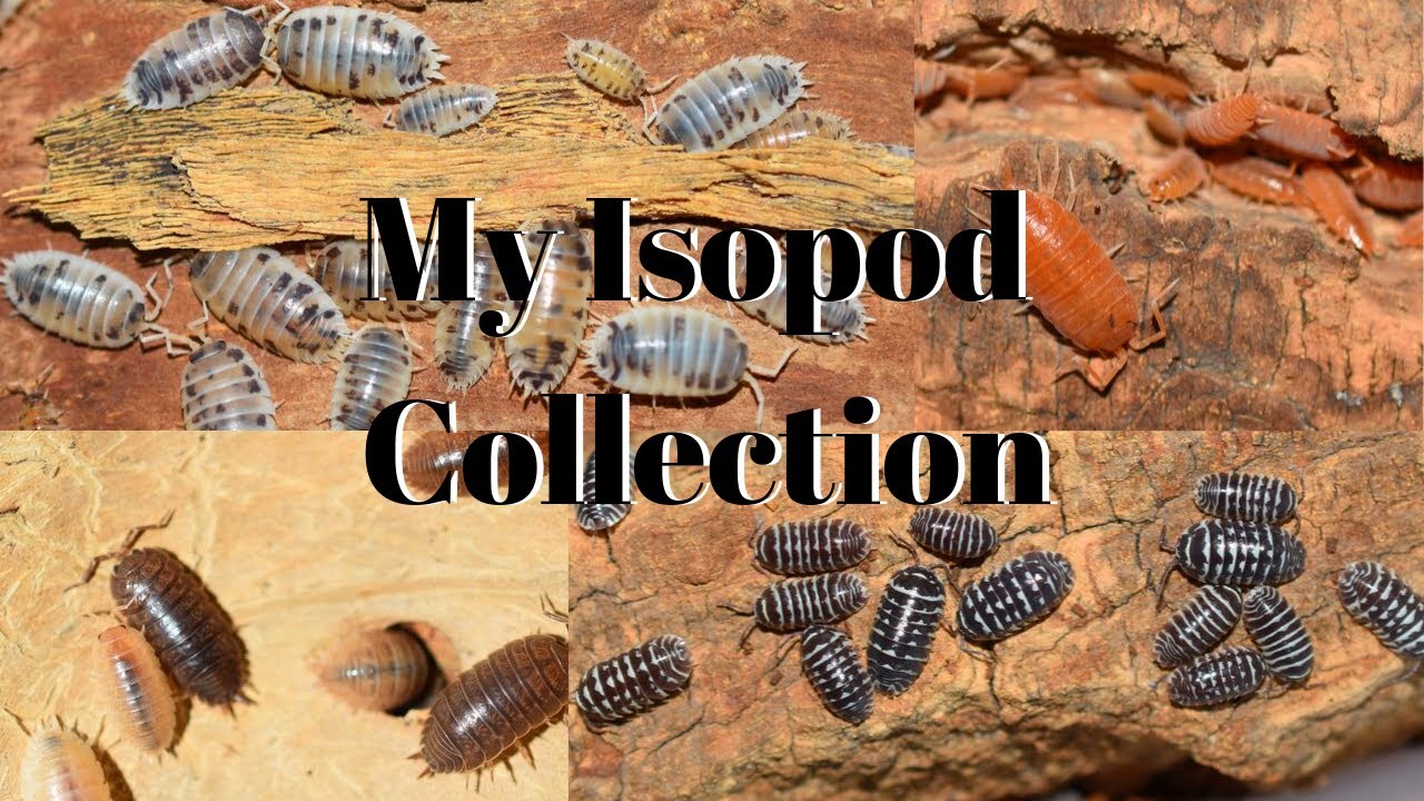 Isopods My Collection & Basic Care