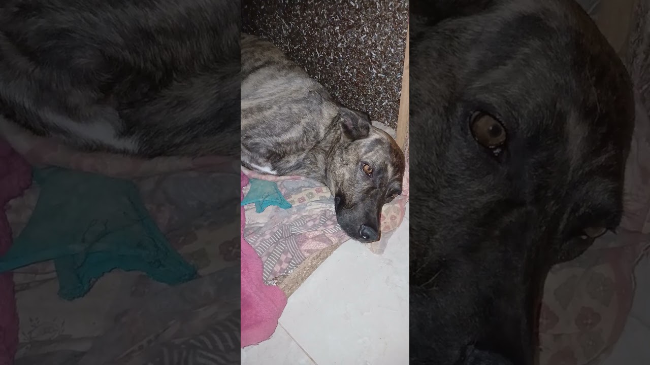 Malbeck quer dormir com Vit&oacute;ria!