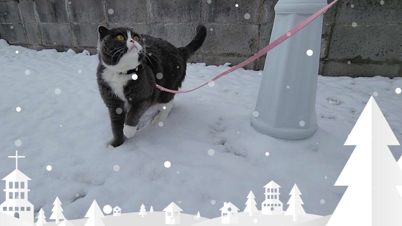 【にゃんこ】初雪🐈