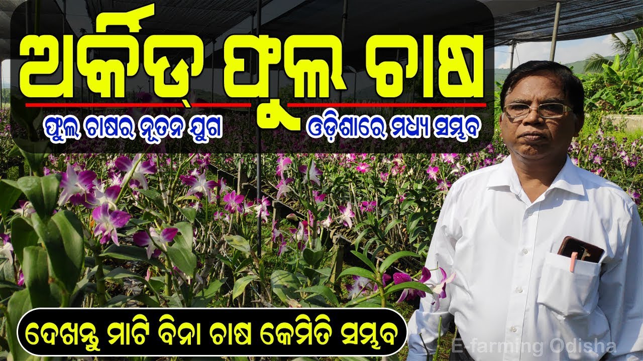 ଅର୍କିଡ ଫୁଲ ଚାଷ (ଓଡ଼ିଶାରେ ମଧ୍ୟ ସମ୍ଭବ). Commercial Orchid Cultivation in Odisha.
